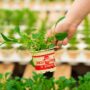 Kale – Toscano – 4″ Pot